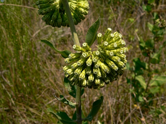 {Asclepias viridiflora}